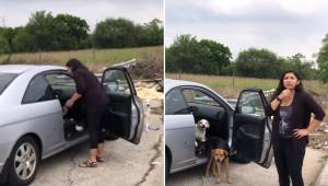 Kvinden blev taget på fersk gerning, da hun ville efterlade fire hunde på gaden.